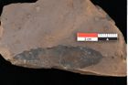 Foto (Detailsansicht) von Quercus palaeoilex Ettingshausen (NHMW-GEO-2024-0188-0856)